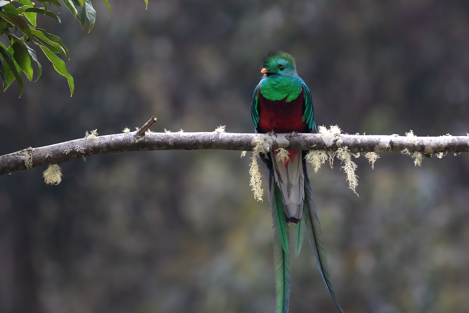 Resplendent Quetzal